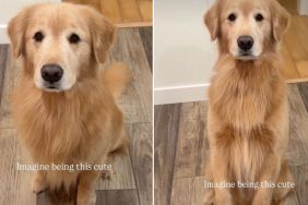 Video: Golden Retriever 'Sits Pretty' in Most Adorable Way