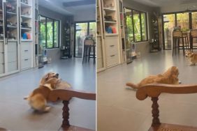 Video: Golden Retriever Tries to Tackle Corgi Mid-Zoomies & Sort of Fails