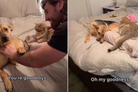 Video: Rescue Pup & Cat Share the Same Bed for the First Time