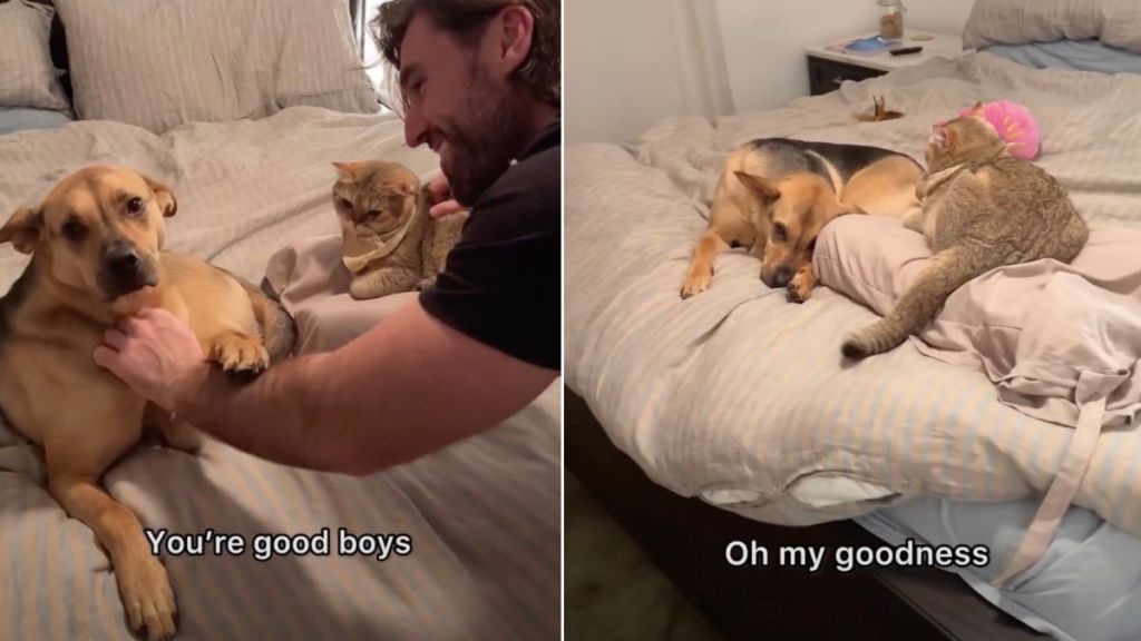 Video: Rescue Pup & Cat Share the Same Bed for the First Time