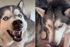 Video: Husky Reacts After Walk Gets Disrupted by Rain