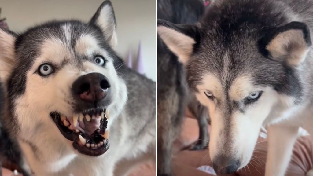 Video: Husky Reacts After Walk Gets Disrupted by Rain