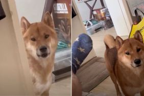 Dog Checks on Owner Every Time They Oversleep in Adorable Video