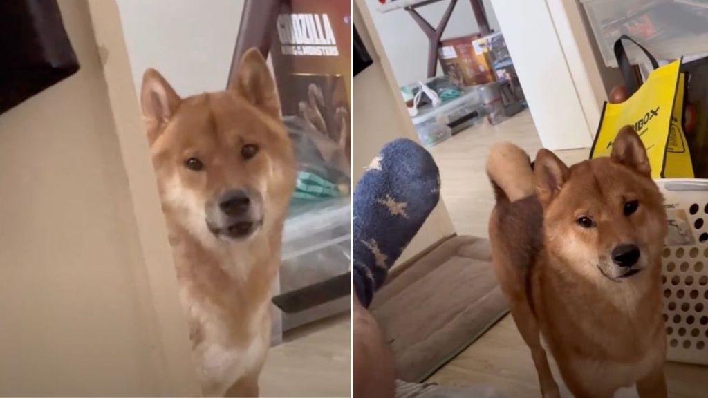 Dog Checks on Owner Every Time They Oversleep in Adorable Video