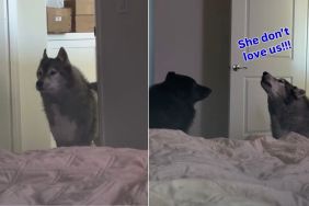 Video: Dog Gets Backup to Wake Mom Up After She Decides to Sleep In