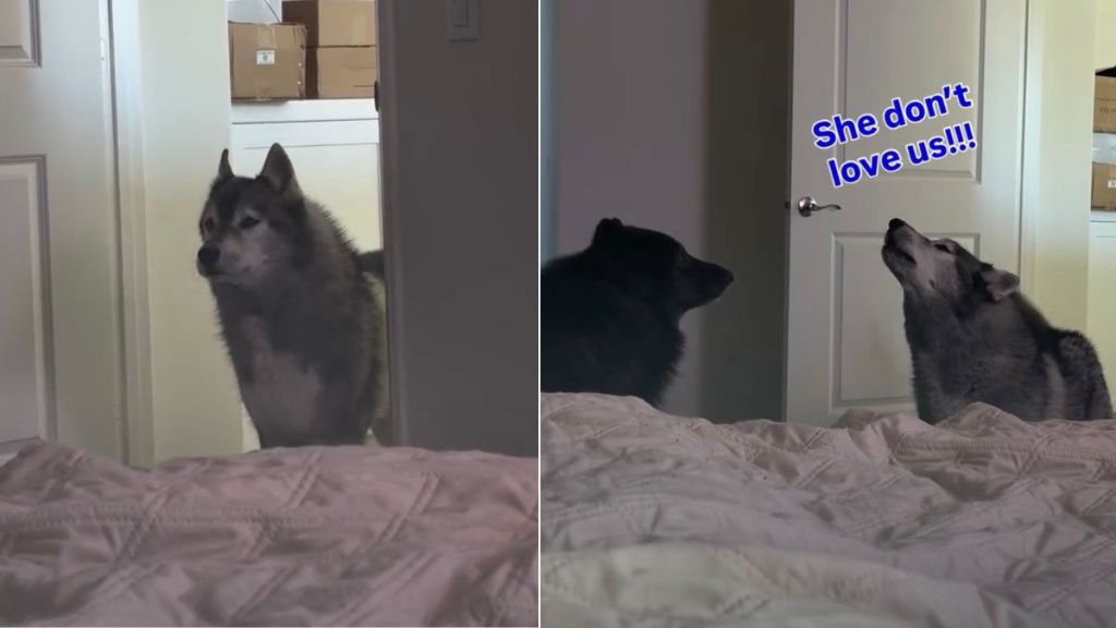 Video: Dog Gets Backup to Wake Mom Up After She Decides to Sleep In