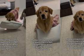 Video: Dog Is Too ‘Serious’ About His Bedtime Routine