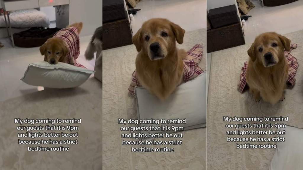Video: Dog Is Too ‘Serious’ About His Bedtime Routine