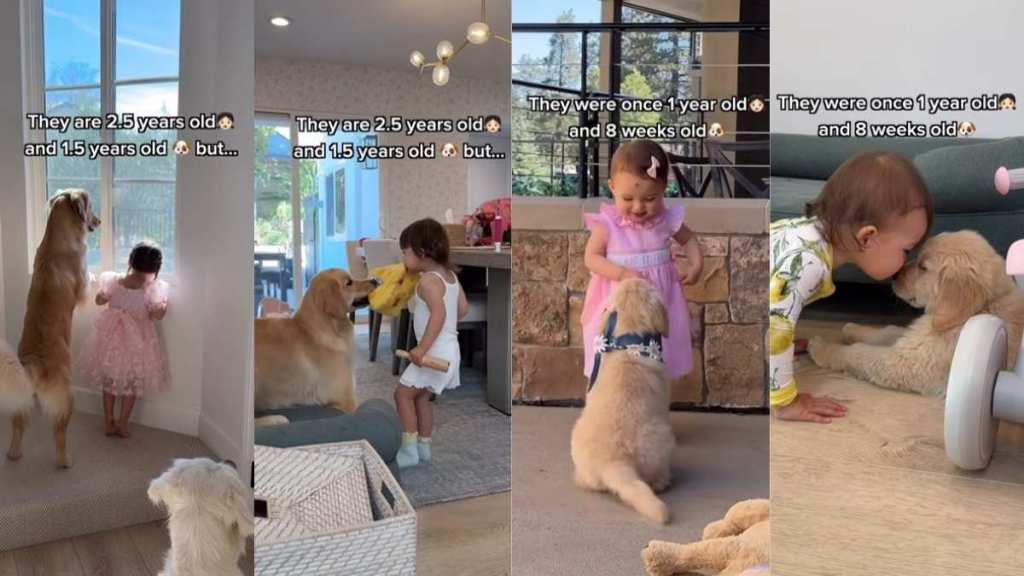 Video: Owner Captures Dog & Toddler’s Growing-up Journey