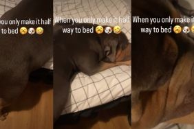 Video: Dog Too Sleepy to Make It to Bed Ends Up Sleeping Like This