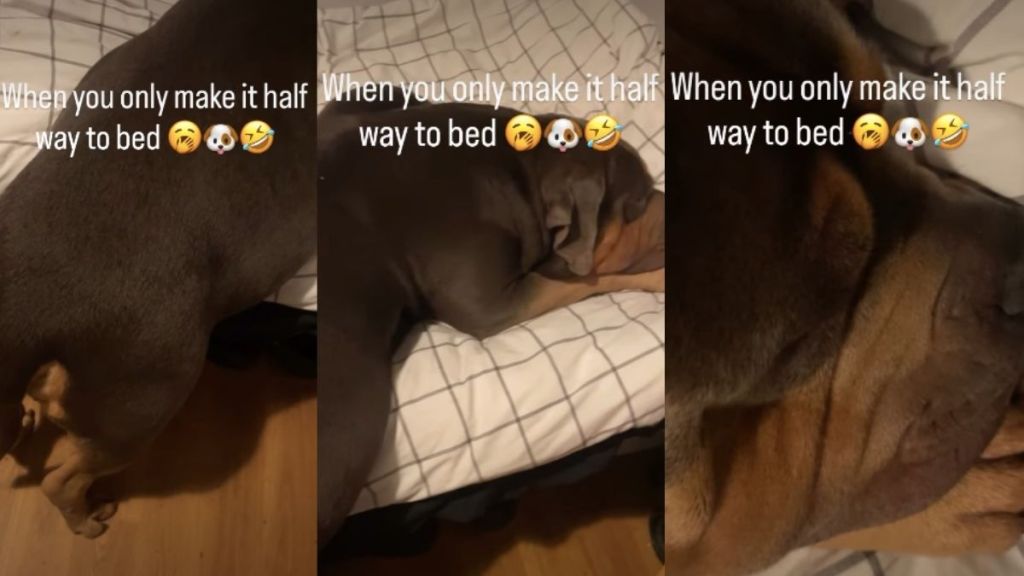 Video: Dog Too Sleepy to Make It to Bed Ends Up Sleeping Like This