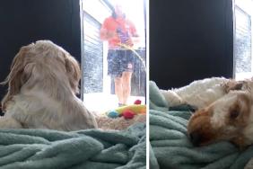 Video: Dog's Reaction to a Stranger Knocking on the Door Is Unlike Anything You've Ever Seen