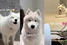 Video: Samoyed 'Reports Herself' to Owner After Mischief