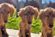 Video: Golden Retriever Puppy Becomes Friends With Butterfly