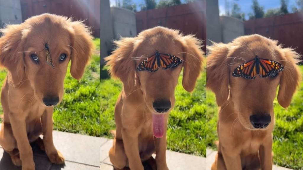 Video: Golden Retriever Puppy Becomes Friends With Butterfly