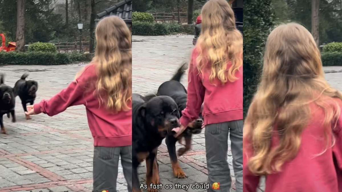 Dogs Ran to the Kid as Soon as She Called Out to Them in Adorable
