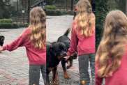 Dogs Ran to the Kid as Soon as She Called Out to Them in Adorable Video