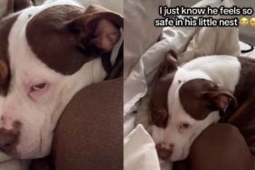 American XL Bully Hides Behind His Pillow Fort in Adorable Video