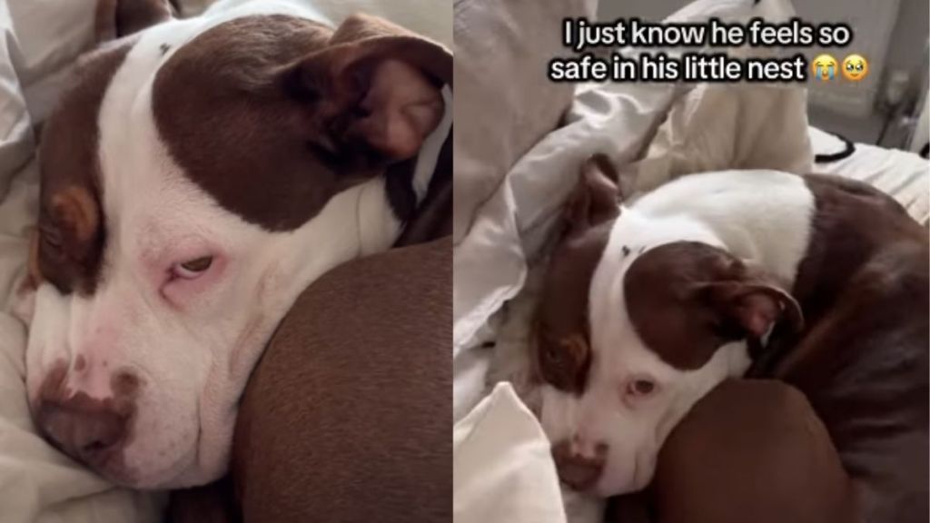 American XL Bully Hides Behind His Pillow Fort in Adorable Video