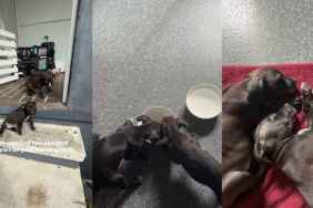 Video Shows Escaped Puppies Eating, Drinking, and Sleeping at Stranger's Home