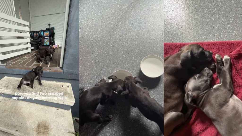 Video Shows Escaped Puppies Eating, Drinking, and Sleeping at Stranger's Home