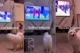 Video: Owner Reveals How Dog Show Is ‘Bridgeton’ for Samoyed