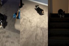 Video Shows This Dog’s Completely Unpredictable Zoomies Path