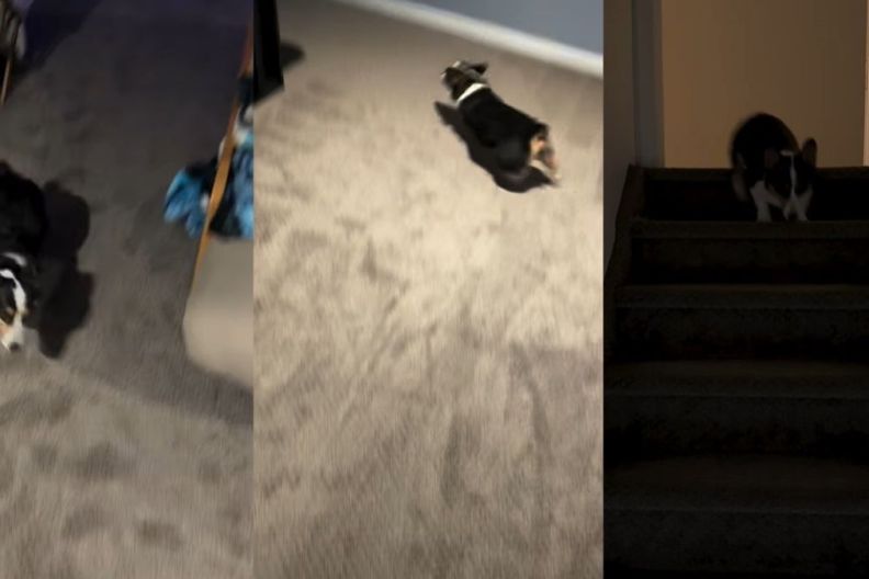 Video Shows This Dog’s Completely Unpredictable Zoomies Path