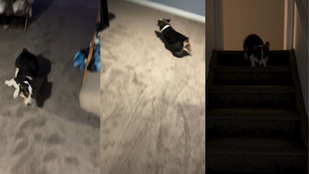Video Shows This Dog’s Completely Unpredictable Zoomies Path
