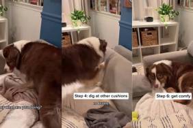 Dog Completes 5-Step Process Before Getting Comfy