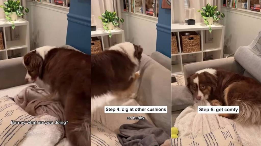 Dog Completes 5-Step Process Before Getting Comfy