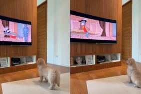 Video: Golden Retriever Puppy Sits to Watch Tom & Jerry