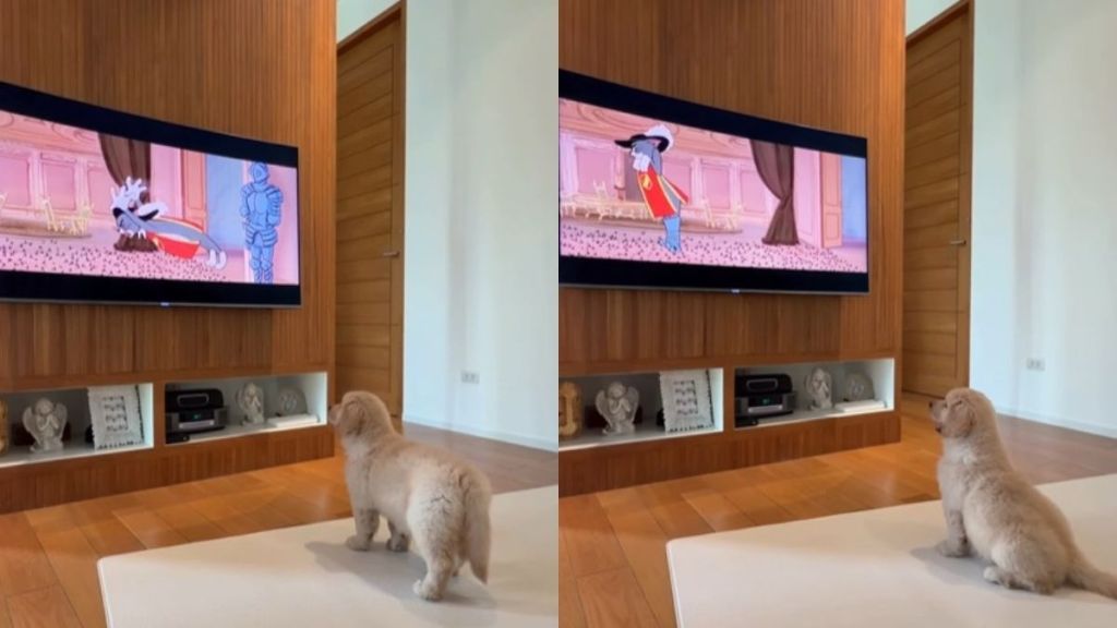 Video: Golden Retriever Puppy Sits to Watch Tom & Jerry
