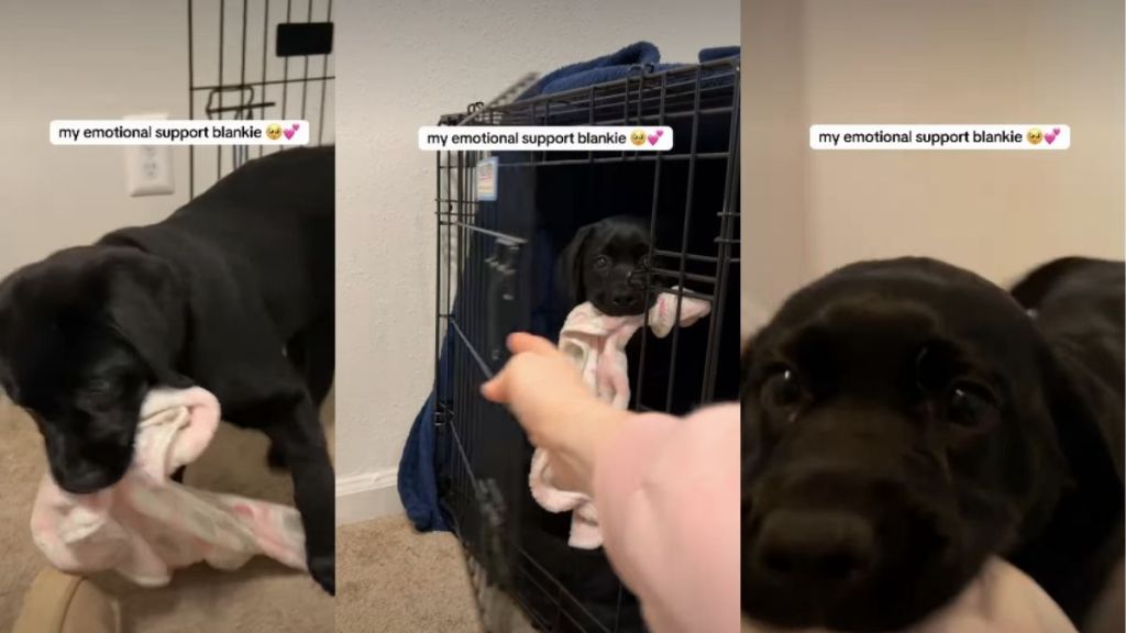 Video of This Labrador Puppy Carrying Her Emotional Support Blankie Will Make Your Day