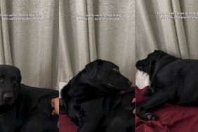 Labrador Won’t Allow Any Breaks During Back Rub Time