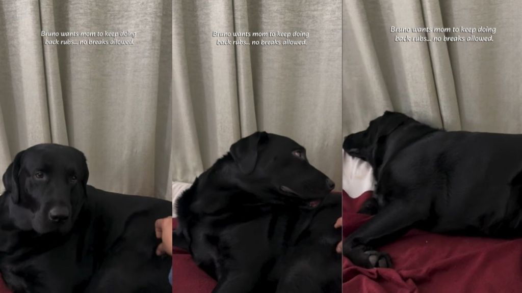 Labrador Won’t Allow Any Breaks During Back Rub Time