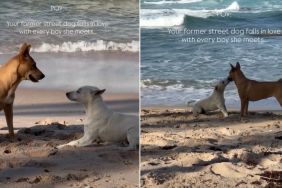 Video: Former Street Dog Meets Every Boy With Love