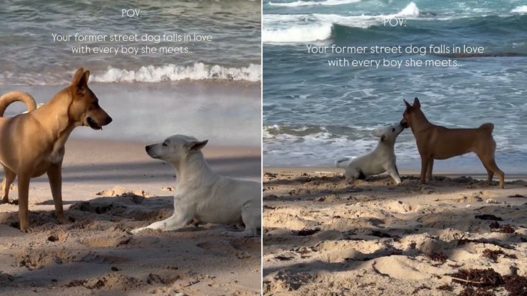 Video: Former Street Dog Meets Every Boy With Love