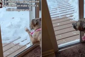 Dog's Game With Owner Involves Checking Outdoor Temperature
