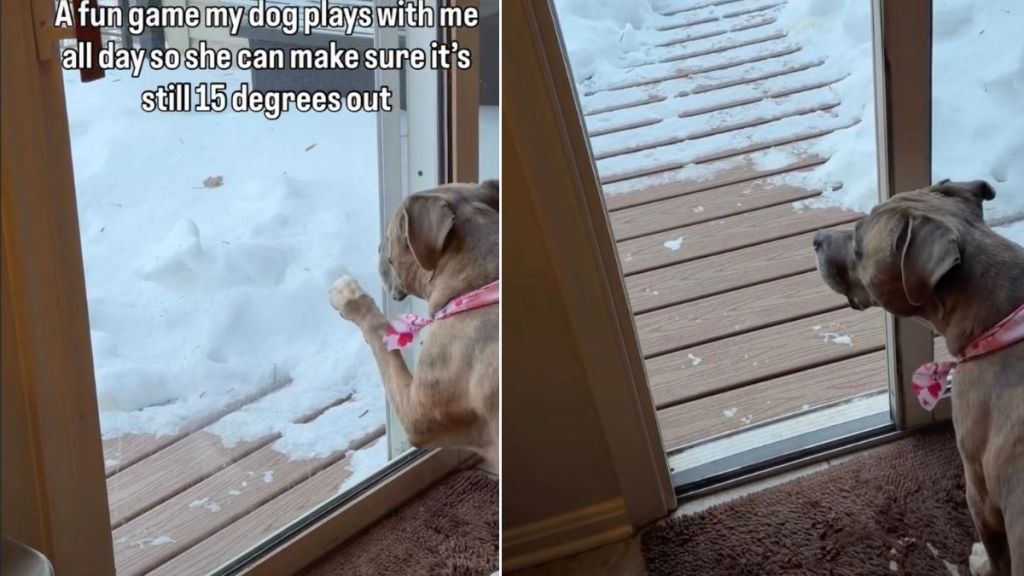Dog's Game With Owner Involves Checking Outdoor Temperature