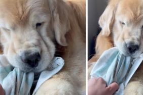 Video of Golden Retriever Fighting His Owner for a Towel Will Make Your Day
