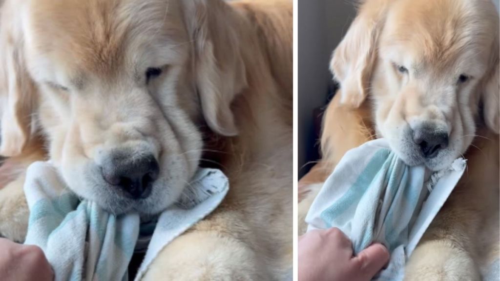 Video of Golden Retriever Fighting His Owner for a Towel Will Make Your Day