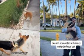 Rescue Pup Needs To Be Carried Back Home After Surprise Encounter With Cat