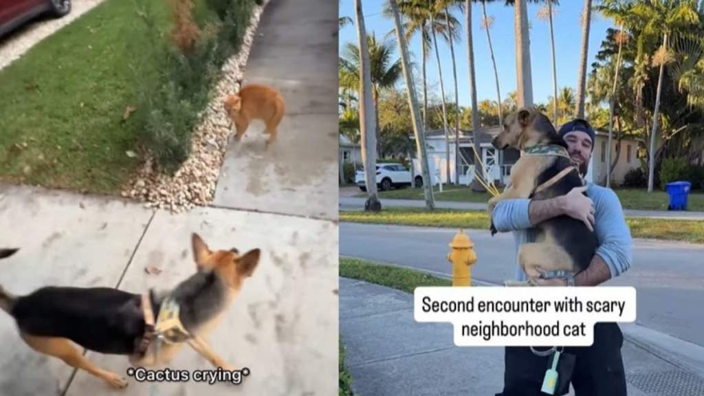 Rescue Pup Needs To Be Carried Back Home After Surprise Encounter With Cat