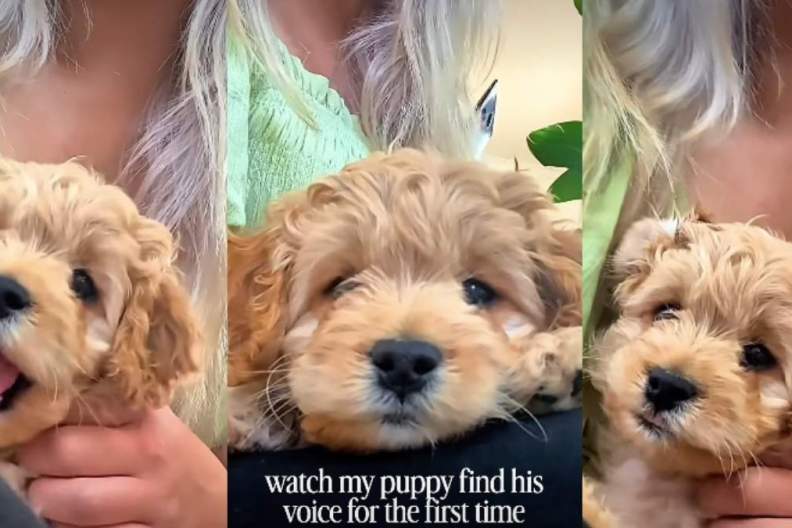 Puppy Reacts to Finding His Own Voice for the First Time