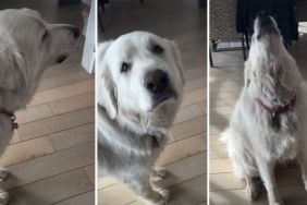 Big Dog Pauses Before Reacting to the News That She's Going on a Walk