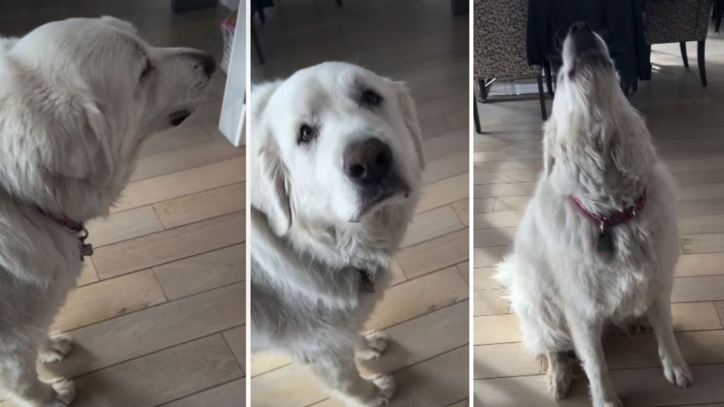 Big Dog Pauses Before Reacting to the News That She's Going on a Walk