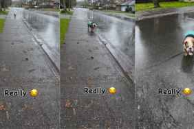 Dog Surprisingly Walks Super Slow in the Rain in Funny Video
