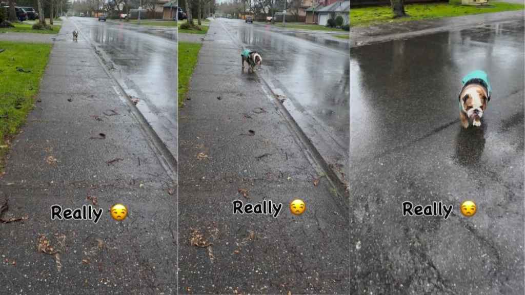Dog Surprisingly Walks Super Slow in the Rain in Funny Video