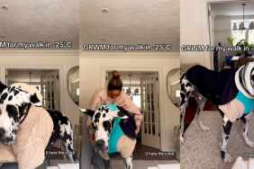 Great Dane Matches Winter Wear With Beaded Collar in GRWM Video